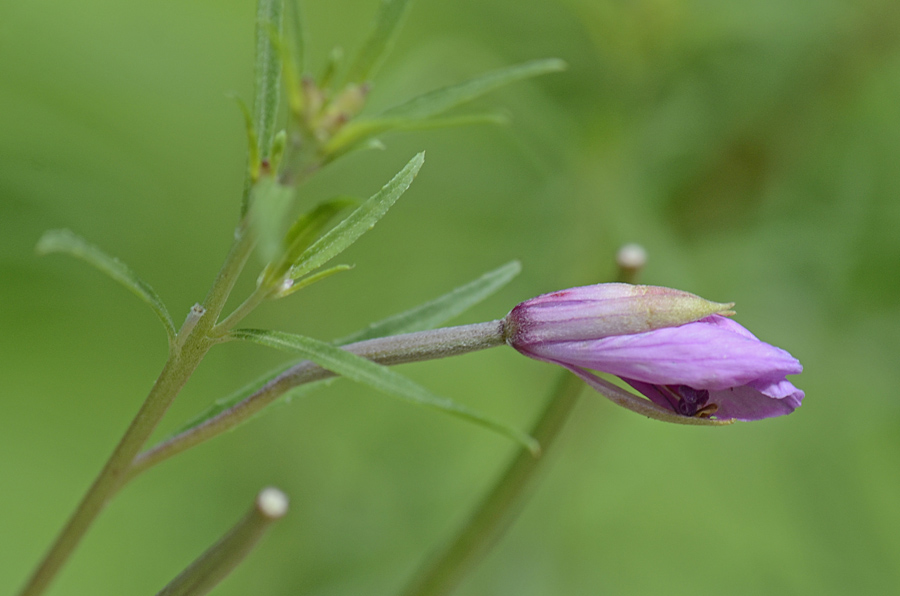 Chamaenerion dodonaei (ex Epilobium dodonaei) / Garofanino di Dodonaeus